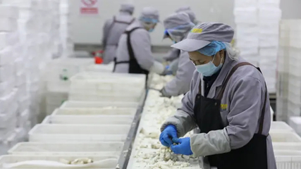 聚鏈成群逐綠向新 一朵菌菇引領(lǐng)食用菌產(chǎn)業(yè)的蝶變升級